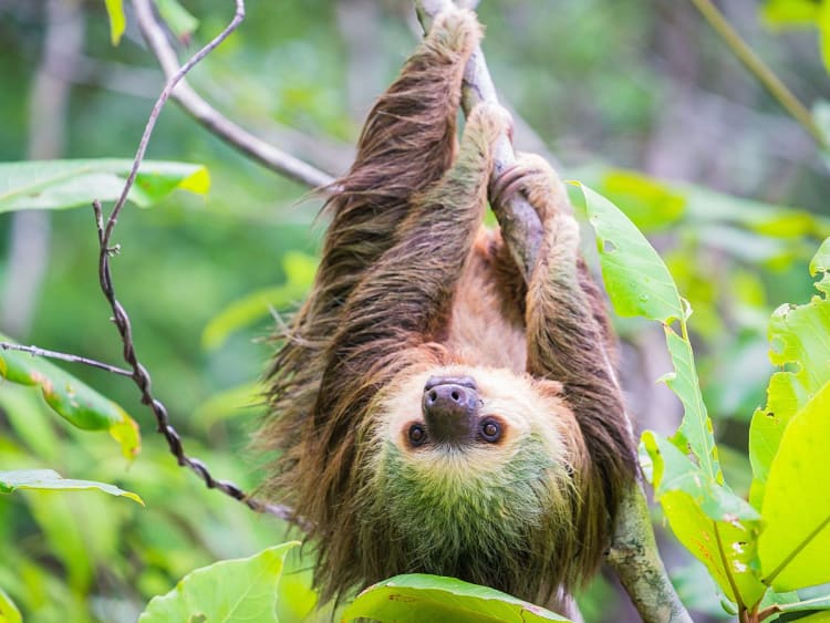 Col&oacute;n, Panama &ndash; Faultier h&auml;ngt entspannt im Bl&auml;tterdach des tropischen Waldes