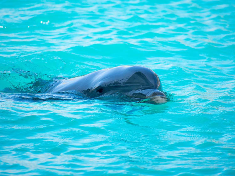 Puerto Plata, Dominikanische Republik - Neugieriger Delfin blickt aus glasklarem Wasser
