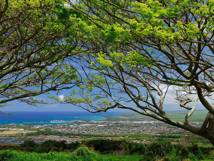 Kahului, USA &ndash; Durch &Auml;ste &ouml;ffnet sich das Panorama auf Hafen und K&uuml;ste