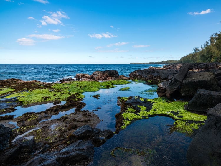 Hilo, Hawaii &ndash; Schwarze Lavasteine und gr&uuml;ne Algen in flacher Brandungszone