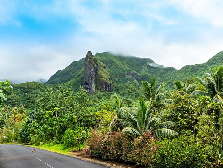 Raiatea, Franz.-Polynesien - Dichte Palmenlandschaft entlang der Stra&szlig;e