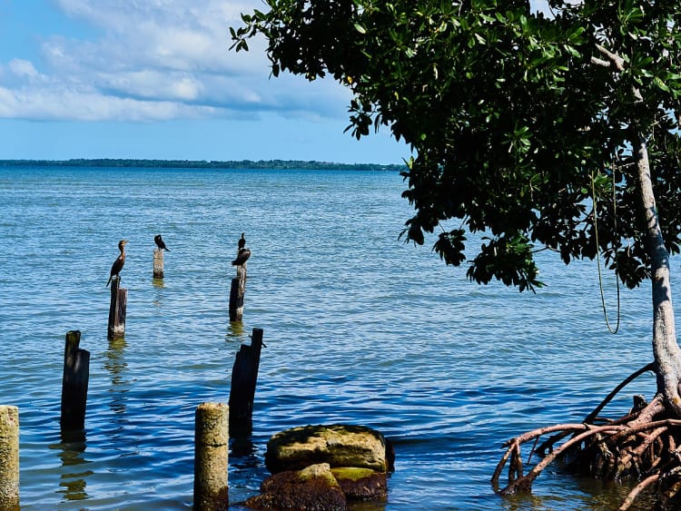 Puerto Quetzal, Guatemala &ndash; Mangrovenwurzeln am ruhigen Meer mit Seev&ouml;geln auf Pf&auml;hlen