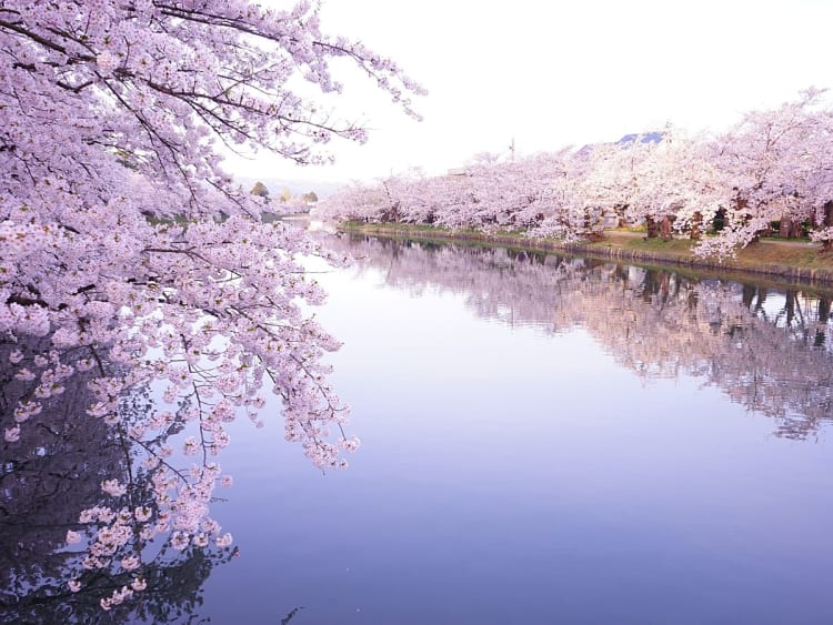 Aomori, Japan &ndash; Rosa Kirschbl&uuml;ten spiegeln sich im ruhigen Wasser des Hirosaki-Parks