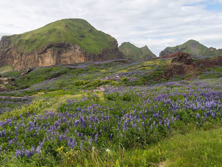 Heim&aelig;y, Island &ndash; Bl&uuml;hende Lupinenwiesen vor gr&uuml;nen Vulkanh&auml;ngen