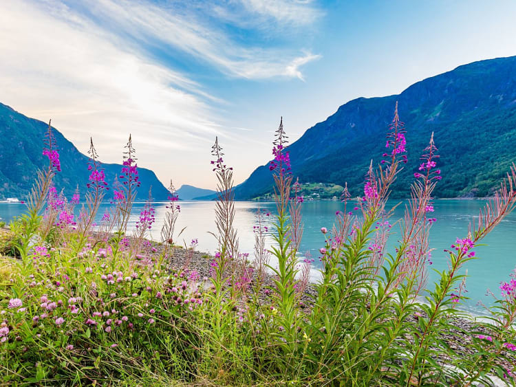 Skjolden, Norwegen - Wildblumen vor Bergkulisse am ruhigen Fjord