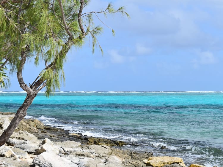 Mystery Island, Vanuatu - Felsk&uuml;ste mit t&uuml;rkisfarbenem Wasser und schlanken B&auml;umen