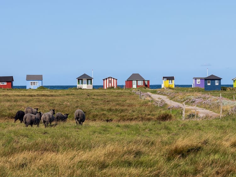 Aer&oslash;sk&oslash;bing, D&auml;nemark - K&uuml;stenlandschaft mit grasenden Schafen und H&uuml;tten
