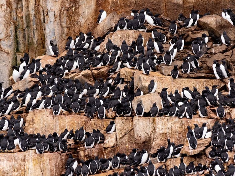 Alkefjellet (Spitsbergen, Svalbard) - Picture 58