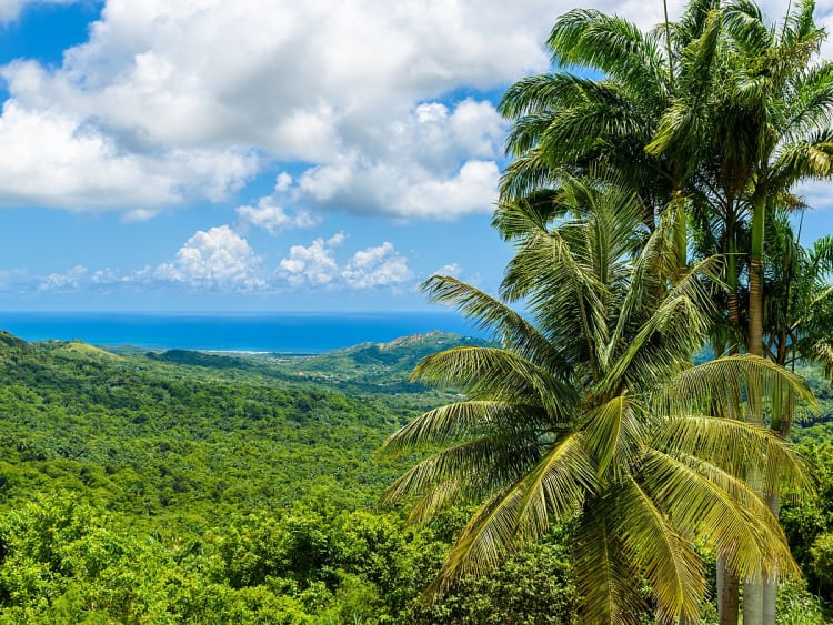 Bridgetown, Barbados - Tropische Palmen vor H&uuml;geln mit Aussicht aufs Karibische Meer