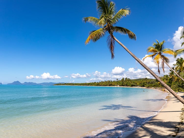 Beach, Martinique - Endloser Sandstrand mit geneigten Palmen am Meer
