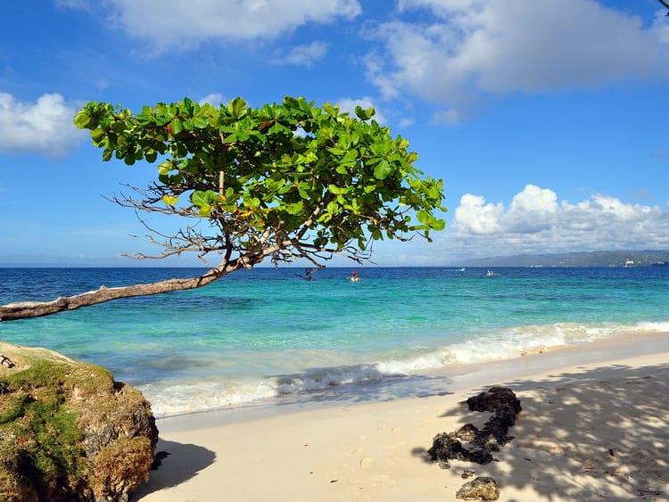 Cayo Levantado, Dominikanische Republik - Tropischer Strand mit Baum und klaren Wellen