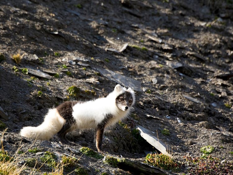 Barents&oslash;ya (Svalbard) - Picture 50