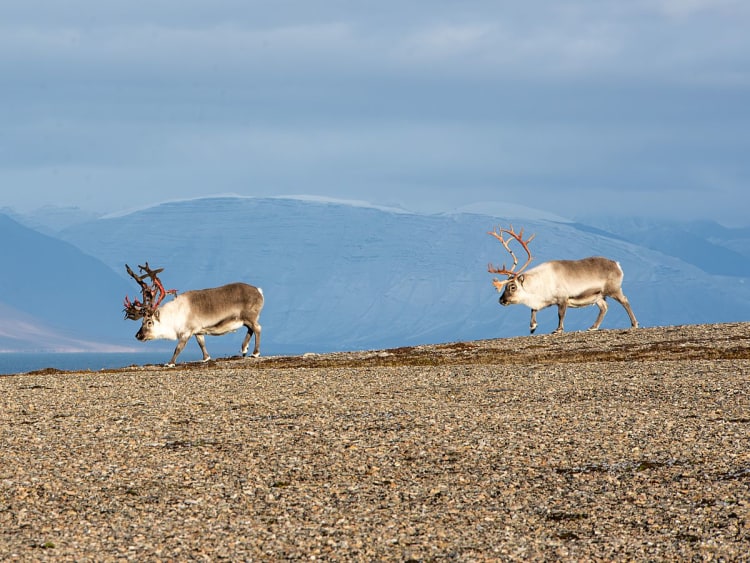 Boltodden / Kvalv&aring;gen (Spitzberg, Svalbard) - Image 22
