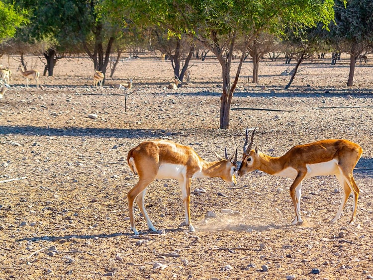 Sir Bani Yas, VAE &ndash; Zwei Antilopen sto&szlig;en mit ihren H&ouml;rnern auf trockenem W&uuml;stenboden zusammen