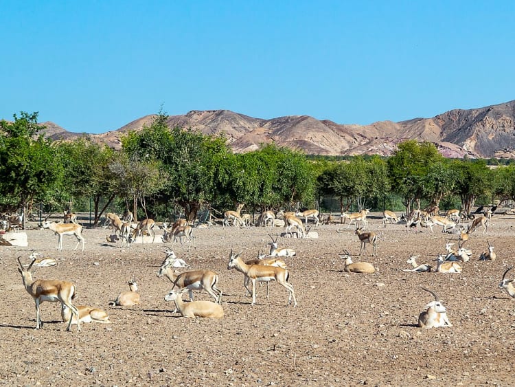Sir Bani Yas, VAE &ndash; Dutzende Antilopen ruhen und grasen auf trockenem Boden in gesch&uuml;tztem Naturgebiet