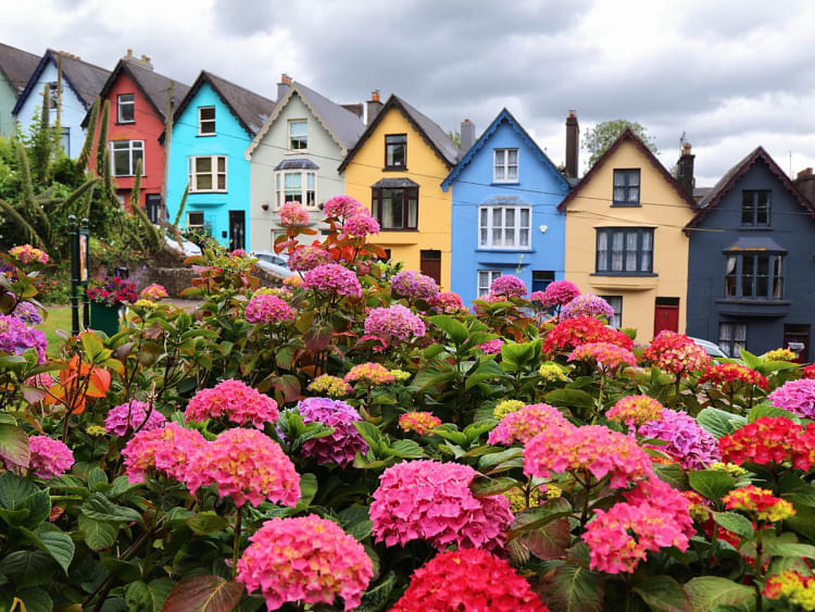 Cobh, Irland &ndash; Reihe bunter H&auml;user mit leuchtenden Hortensien im Vordergrund