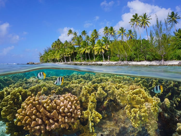 Huahine, Franz&ouml;sisch-Polynesien &ndash; Tropisches Korallenriff mit bunten Fischen und Palmenstrand im Hintergrund