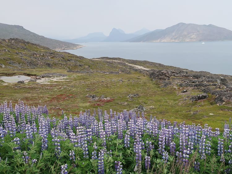 Qaqortoq, Gr&ouml;nland &ndash; Arktische Landschaft mit bl&uuml;henden Lupinen und Blick auf den Fjord