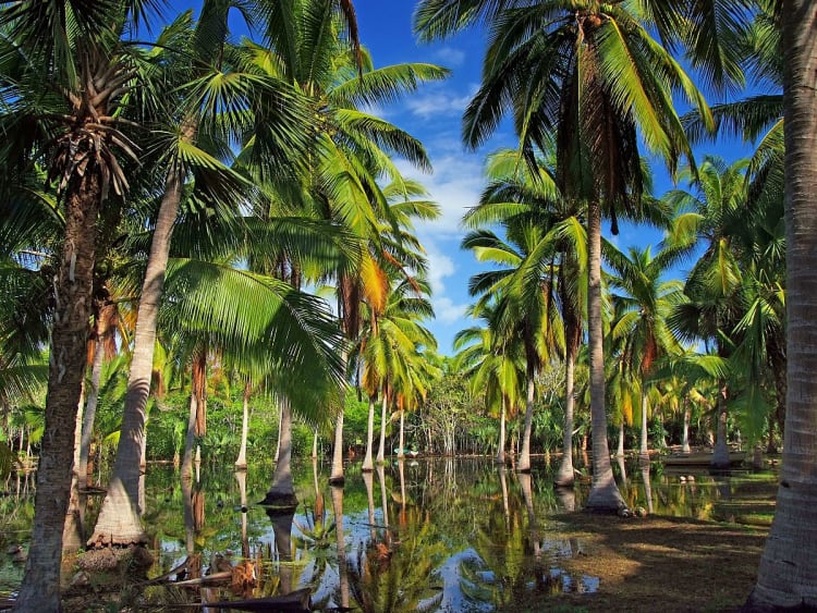Huatulco, Mexiko &ndash; dichter Palmenwald spiegelt sich in ruhigem Wasser am Boden
