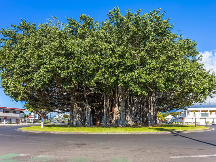 Le Port, R&eacute;union &ndash; Dichtes Bl&auml;tterdach eines alten Feigenbaums in urbanem Umfeld