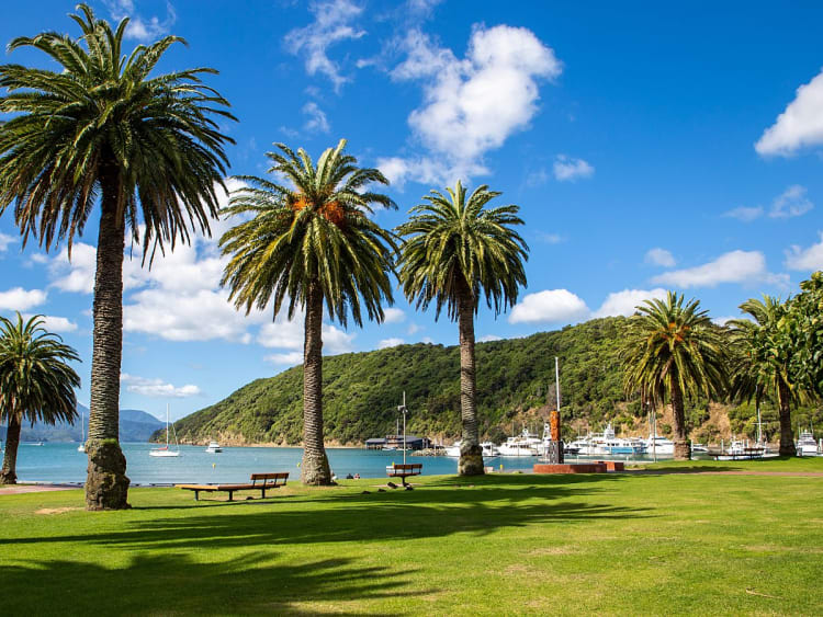 Picton, Neuseeland &ndash; Palmen spenden Schatten am gr&uuml;nen Ufer mit Blick auf den Fjord