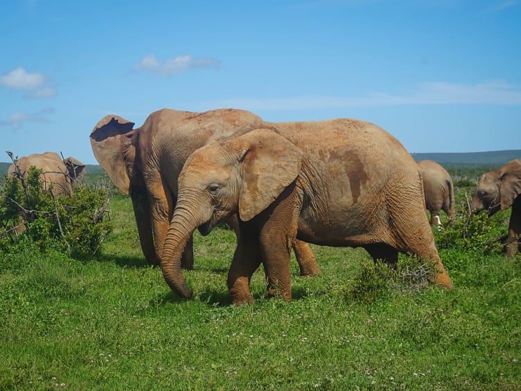 Port Elizabeth, S&uuml;dafrika &ndash; Safari zu sanften Riesen auf gr&uuml;ner Weide erleben