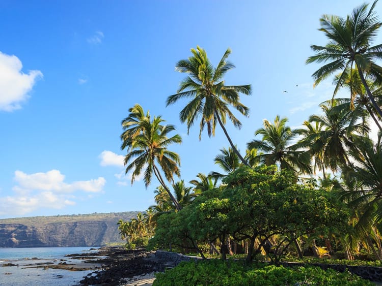 Kona (Hawaii, Hawaii, USA) - Picture 29