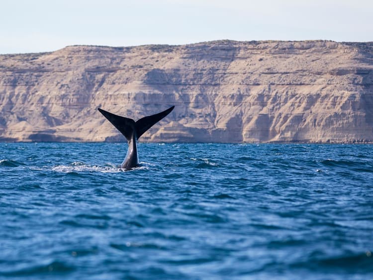 Puerto Madryn, Argentinien &ndash; Auftauchender Wal vor Patagoniens karger K&uuml;ste