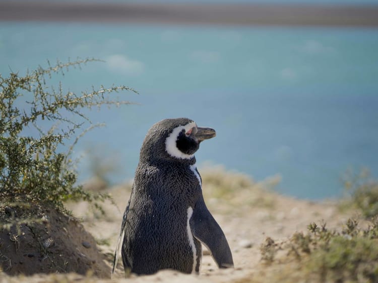 Puerto Madryn, Argentinien &ndash; Pinguin an sandigem Weg mit Meer im Hintergrund