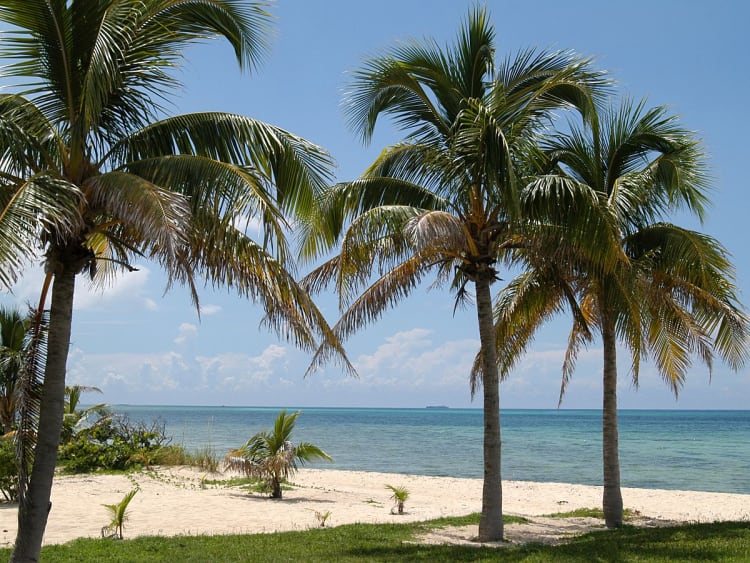 Grand Bahama, Bahamas &ndash; Palmen am Sandstrand mit Blick auf das offene Meer