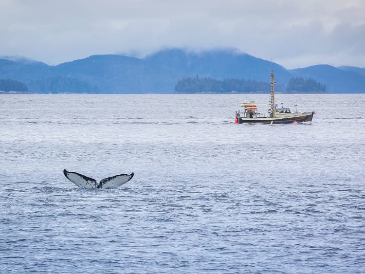 Prince Rupert, Kanada &ndash; Walfluke im Meer mit Fischerboot im Hintergrund