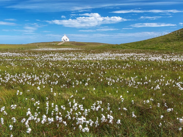Fair Isle, Schottland &ndash; Wei&szlig;e Kapelle &uuml;ber bl&uuml;hender Wiesenlandschaft