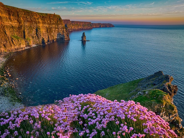 Cliffs of Moher, Irland &ndash; Dramatische Felsen &uuml;ber dem Meer mit violetten Bl&uuml;ten am Klippenrand