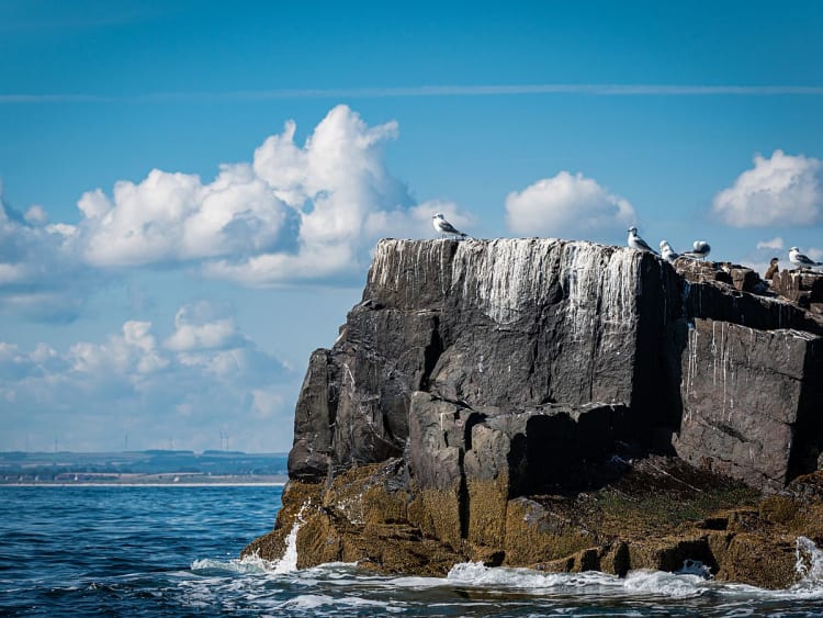 Farne Islandes (Ecosse) - Image 49
