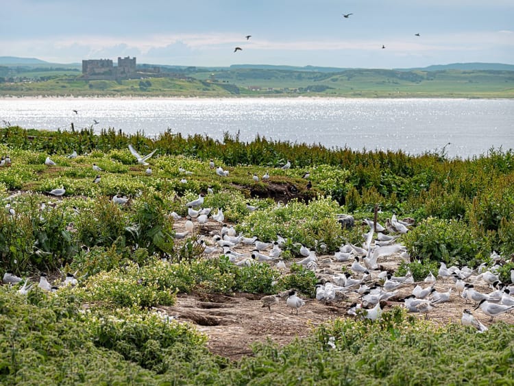 Farne Islandes (Ecosse) - Image 48