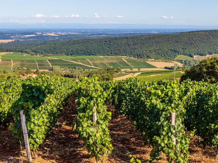 M&acirc;con (Frankreich) - Bild 15