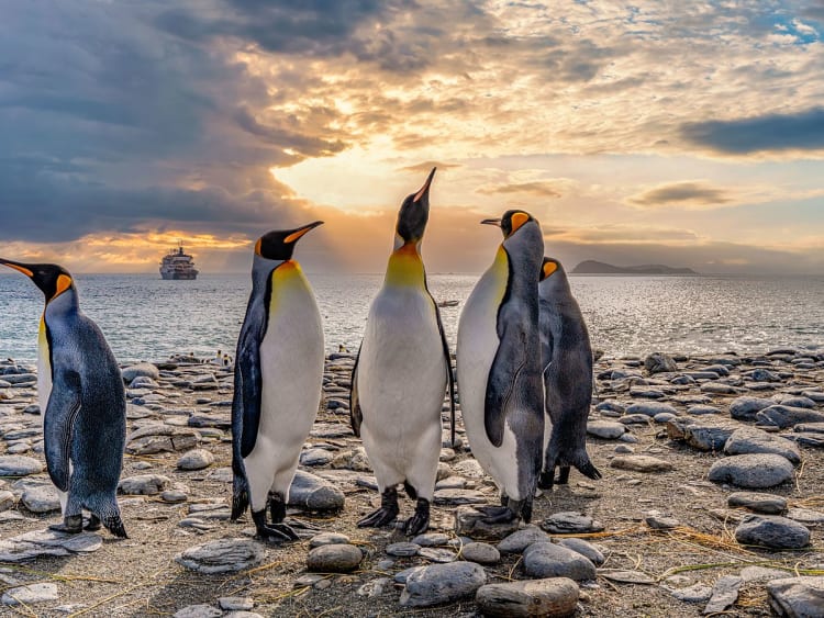 S&uuml;dgeorgien (S&uuml;dgeorgien und S&uuml;dsandwich-Inseln) - Bild 33