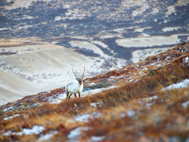 Kangerlussuaq / S&oslash;ndre Str&oslash;mfjord (Greenland) - Picture 15