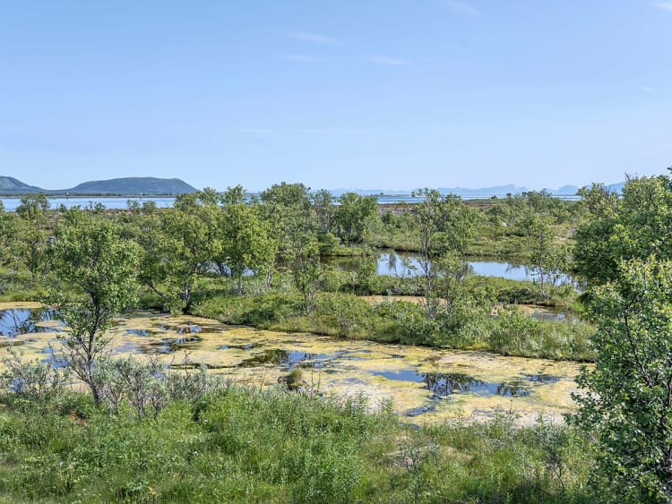 Ris&oslash;yhamn (Vester&aring;len, Norwegen) - Bild 113