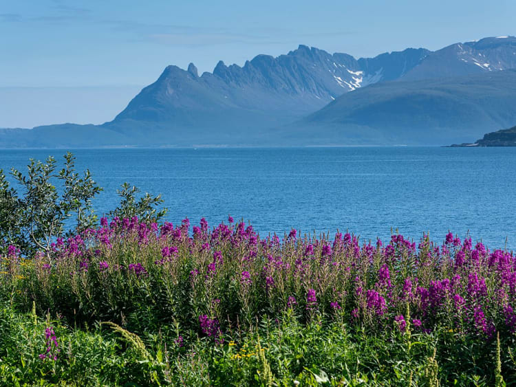 Skjerv&oslash;y, Norwegen - K&uuml;stenlandschaft mit lila Blumen vor blauem Fjord