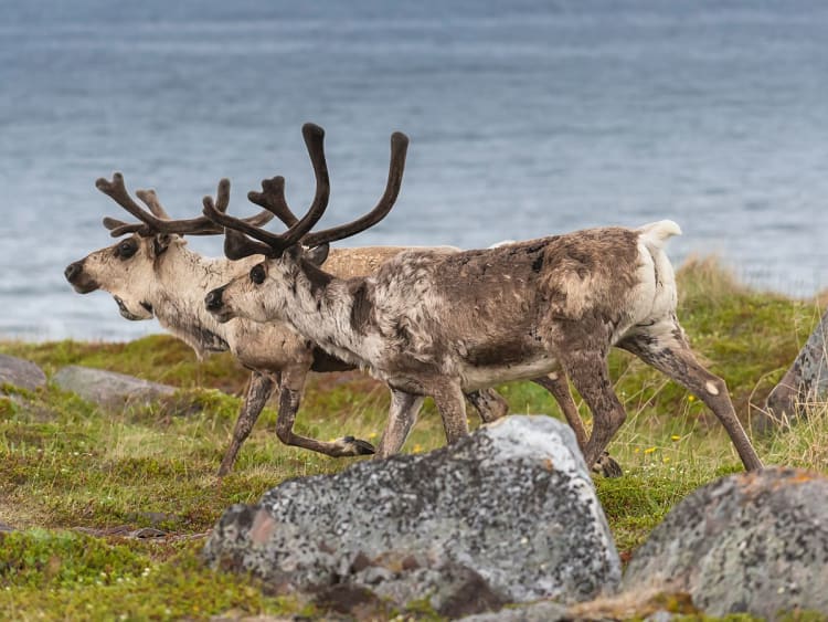 Vads&oslash;, Norwegen - Rentiere am Ufer mit Felsen und Wasser im Hintergrund