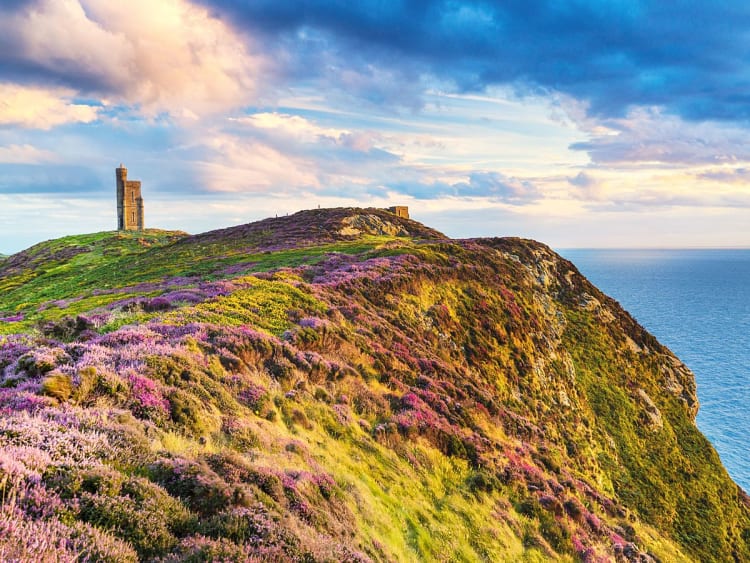 Isle of Man (Isle of Man) - Steile K&uuml;stenlandschaft mit bl&uuml;hender Heide, Klippen und historischem Turm auf einem H&uuml;gel