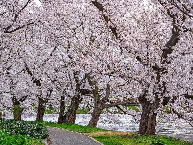 Niigata (Honshū, Jap&atilde;o) - Bild 61