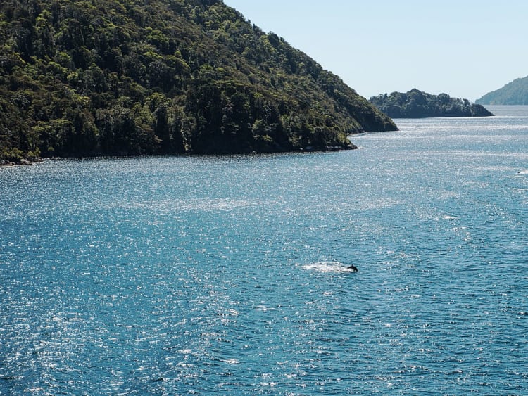 Dusky Sound (Nouvelle-Z&eacute;lande) - Image 89