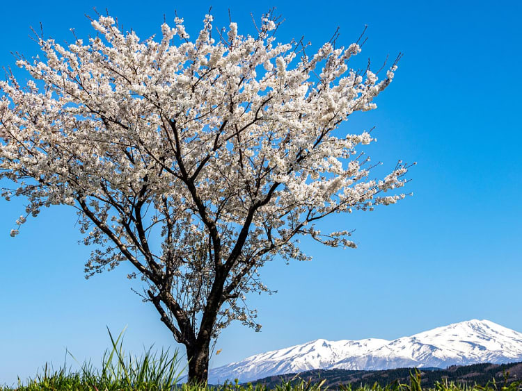 Sakata, Japan - Bl&uuml;hender Baum mit Schneeberg im Hintergrund und blauem Himmel