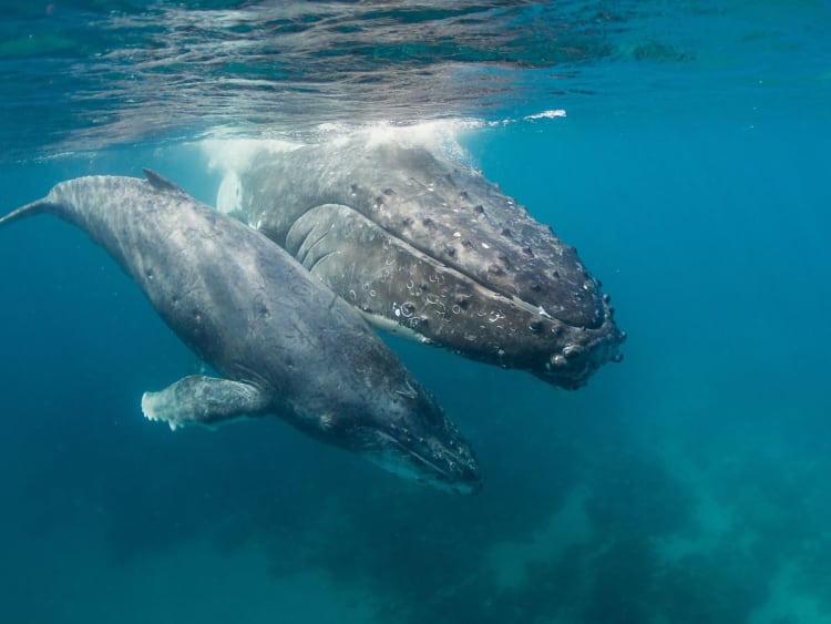 Vava'u (Tonga) - Bild 95