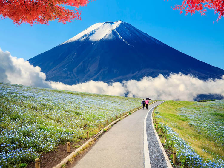 Hitachinaka, Japon &ndash; Panorama floral face au sommet enneig&eacute; du Fuji