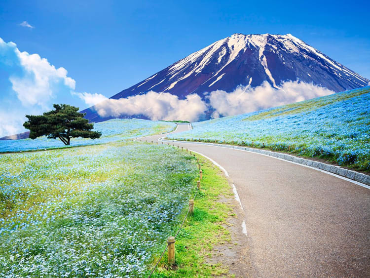 Hitachinaka, Japon &ndash; Panorama floral sous les neiges du Fuji