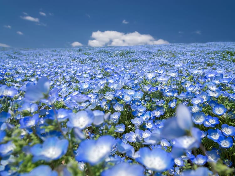 Hitachinaka, Japon &ndash; Paysage printanier couvert de fleurs bleues