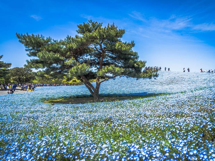 Hitachinaka, Japon &ndash; Paysage printanier couvert de fleurs bleues